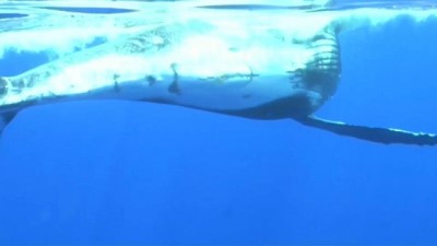 balina - Balinalara çok fazla yaklaşan turistler araştırmacıları endişelendiriyor Videosu