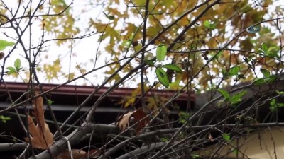 incil -  Çankırı'da mevsimi şaşıran erik ağacı çiçek açtı  Videosu