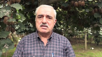 tarim urunu - Kivi üreticilerine erken hasat uyarısı - ORDU Videosu