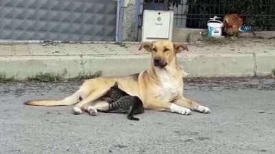  Köpekten yavru kediye anne şefkati 
