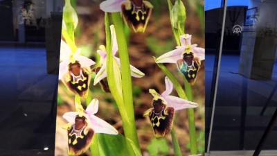 Marmaris'in orkideleri ile biyoçeşitliliğe dikkat çekilecek - MUĞLA