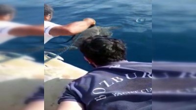  Marmaris'te pes dedirten görüntüler... Caretta Caretta'nın ayağına taş bağlayıp ölüme terk ettiler 