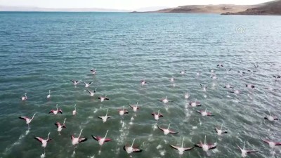 Van Gölü flamingoları ağırlıyor - VAN 