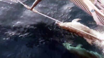 yunuslar -  Yelken yarışlarına yunus balıkları damga vurdu Videosu