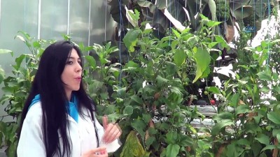 erimli -  Afyonkarasihar muz üretimini başardı  Videosu