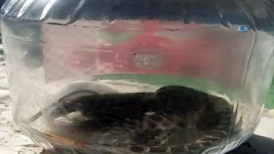 namaz vakti -  Camide yılan yakalandı Videosu