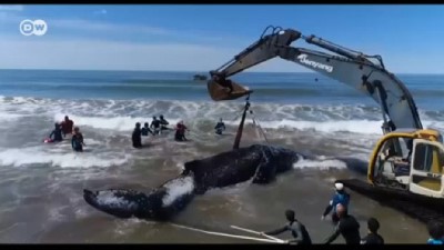 kambur balina - Dev balina ancak vinçle kurtarılabildi  Videosu
