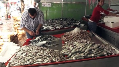 balik sezonu - Karadeniz'de palamut bolluğu - SAMSUN  Videosu