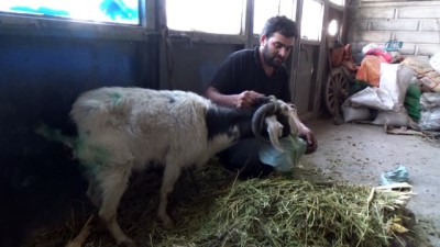 kepce operatoru -  Kurdun yaraladığı keçiyi ölmek üzereyken tamirciler kurtardı  Videosu