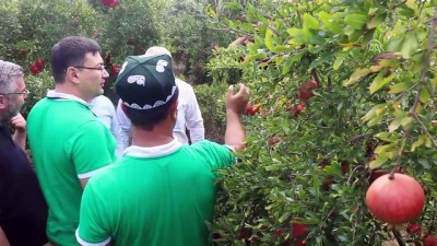 Özbekistanlı heyet Aydın'ın tarımını inceledi - AYDIN