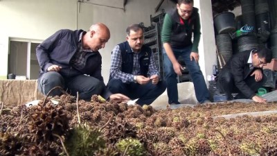 bitki cayi -  Bursa’nın hem havası, hem manzarası aromatik bitkilerle değişecek  Videosu