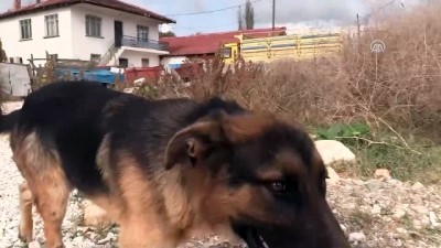 ozgurluk - İstanbul'dan gelip sokak köpekleri için ev kiraladı - BİLECİK  Videosu