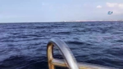 bakanlik -  Angus yüklü geminin bekleyişi sürüyor  Videosu