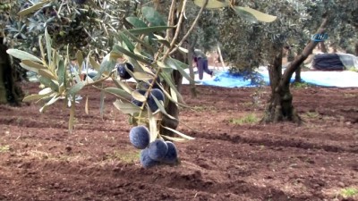 salar -  Dünyanın en kaliteli sofralık zeytinlerinin hasadı başladı  Videosu