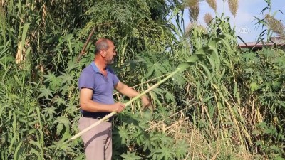 muhabir - Kamışın neye dönüşüm yolculuğu - HATAY  Videosu