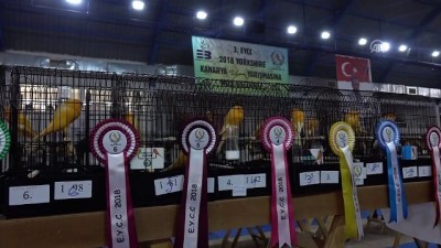 italyan - 'Kanarya Güzellik Yarışması' - BALIKESİR Videosu