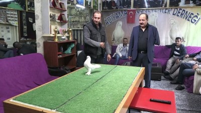 dernek baskani - 'Kral'a biçilen değer 100 bin lira - ADIYAMAN  Videosu