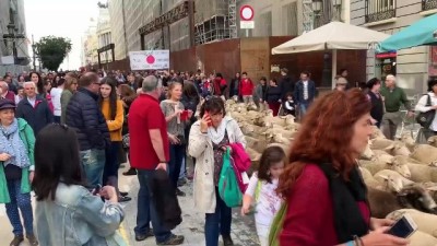 gecis ucreti - Madrid'de bin 500 koyunla Ortaçağ geleneği canlandırıldı - MADRİD Videosu