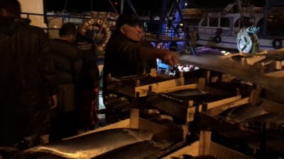 salar -  Akçakocalı balıkçı bin kasa torikle limana döndü  Videosu