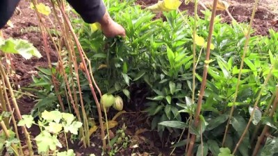 muhabir - Güney Amerika meyvesini Bingöl'de yetiştirdi  Videosu