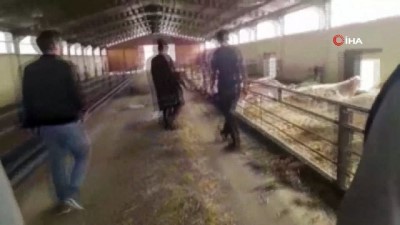  150 keçinin telef olduğu çiftliğin sahibi FETÖ firarisi iş adamı çıktı