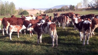 muhabir - Devlet desteğiyle günde 2,5 ton süt üretiyor - MUŞ  Videosu