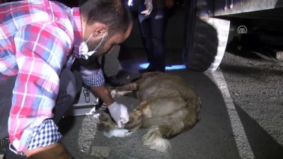 muhabir - Yaralı köpek tedavi altına alındı - HAKKARİ Videosu