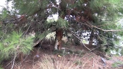 direksiyon - Bodrum'da kamyonet şarampole devrildi - MUĞLA Videosu