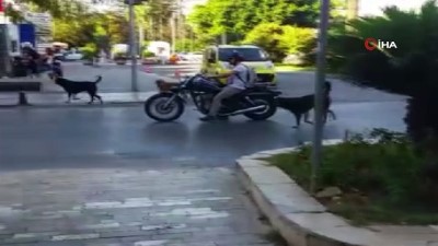kopek saldirisi -  Ekmek almaya giderken köpeklerin saldırısına uğrayan 80 yaşındaki yaşlı adam yaralandı Videosu