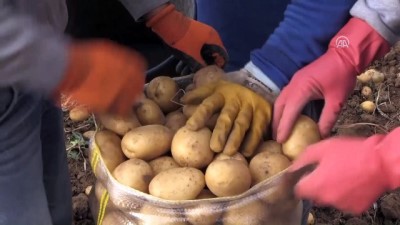 muhabir - Kışlık patateste verim de fiyat da arttı - NİĞDE  Videosu