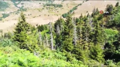 yazili aciklama -  Kuruyan ladin ağaçları insanları tedirgin ediyor  Videosu