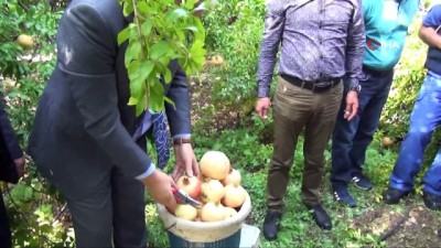 yakin plan -  Tescilli nar hasadı başladı  Videosu