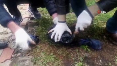 akon -  Zifte bulanan Kaplumbağa temizlenerek, bakıma alındı Videosu