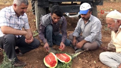 gubre -  Gercüş’te karpuz hasadı başladı  Videosu