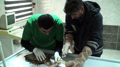 erguvan - Yaralı halde bulunan erguvani balıkçıl tedavi altına alındı - AĞRI Videosu