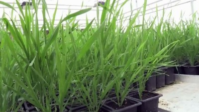 kirac - Yeni geliştirilen buğday, kıraç arazilere umut olacak - KARAMAN  Videosu