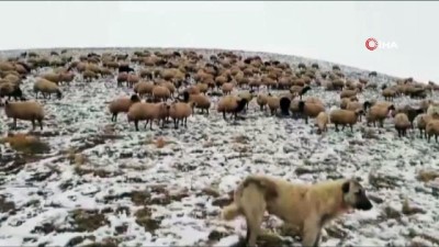  Erzincan’da etkili olan kar yağışı nedeniyle koyun sürüleri yaylada mahsur kaldı