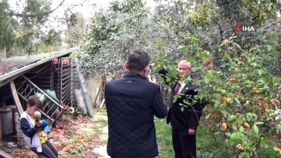 zeytin agaci -  İnegöl'de ilk kez zeytin yetiştirildi  Videosu
