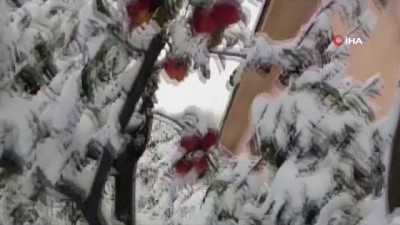  Kar yağışı elma üreticisini hazırlıksız yakaladı 