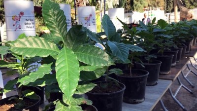 pasiflora - Mersin'de kahve üretimi için bahçe - MERSİN  Videosu