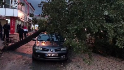Rüzgarın devirdiği ağaç otomobilin üzerine düştü - VAN