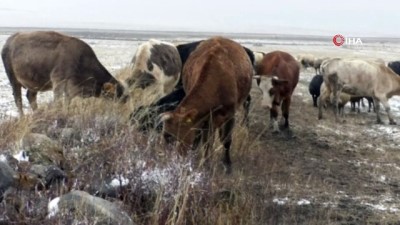 yagmurlu -  Kars’ta kar ve tipiye yakalanan çobanlar zor anlar yaşadı  Videosu