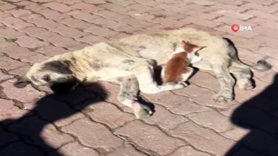  Sokak köpeği, kediye annelik ediyor 