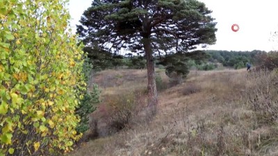 isgal -  Dev çam ağacı hem boyutu hem de hikayesi ile dikkat çekiyor  Videosu