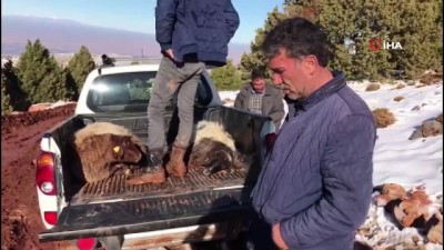 kar yagisi -  Koyun sürüsüne kurtlar saldırdı  Videosu