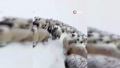 kar yagisi -  Yaylalardan göçe kar engeli  Videosu