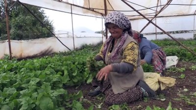 ekonomik kriz - İstanbul'da sofraları Eskişehir 'yeşillendiriyor' - ESKİŞEHİR  Videosu
