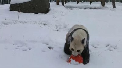 panda - Pandalar karın tadını çıkardı Videosu