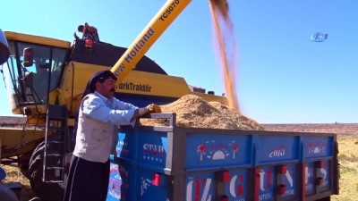 market -  Diyarbakır’da pirinç hasadı başladı  Videosu