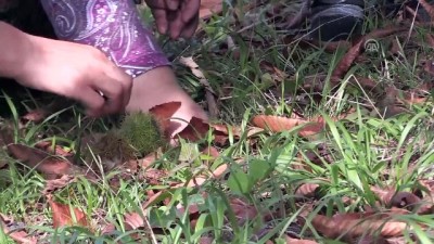 findik hasadi - Köylülerin kestaneye giden 'dikenli' yolculuğu - DÜZCE  Videosu
